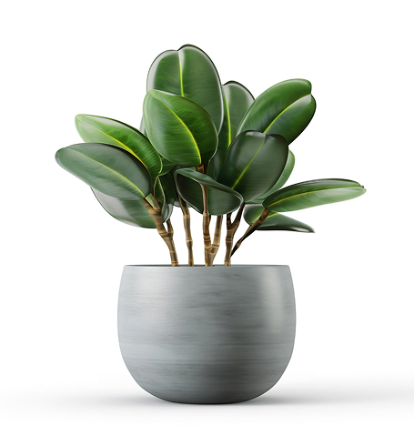 Accueil outdoor plant